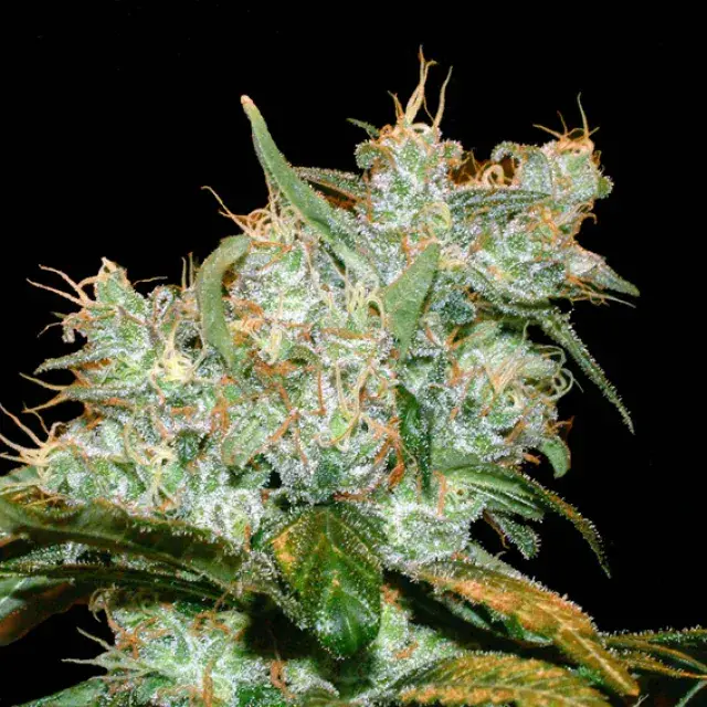 AK Auto Goxuak Feminised Cannabis Seeds