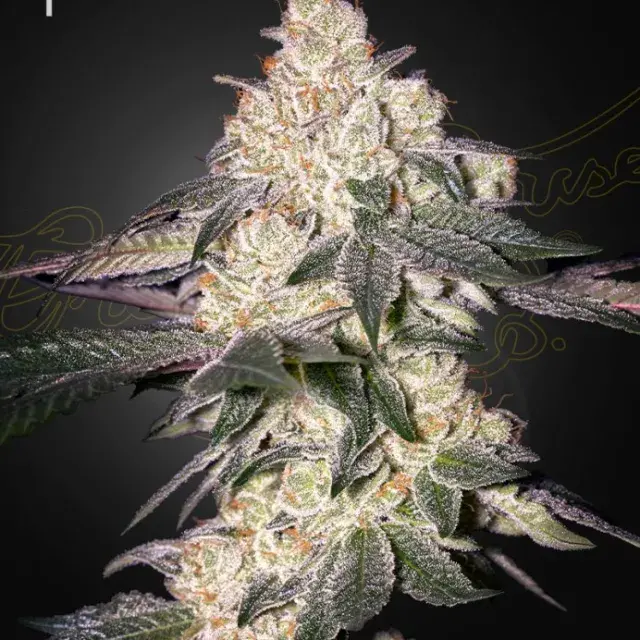 Moweeto Feminised Cannabis Seeds | Greenhouse Seeds