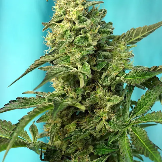 Green Poison Fast V Feminised Cannabis Seeds | Sweet Seeds