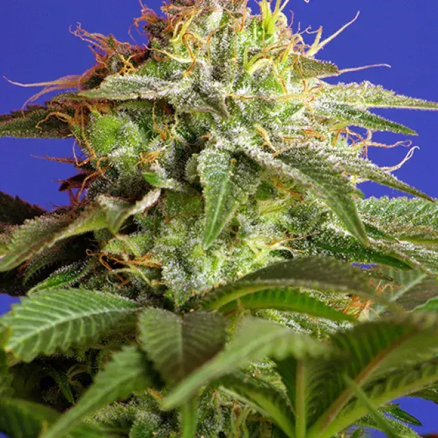 Green Poison Feminised Cannabis Seeds | Sweet Seeds