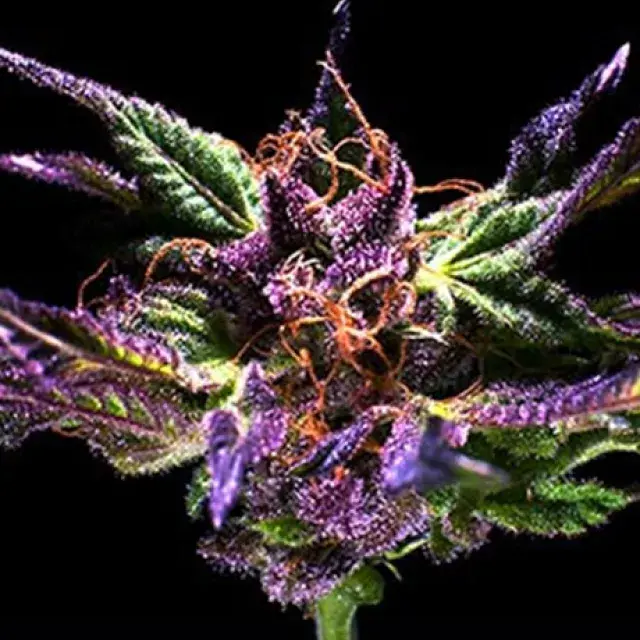 Original Grand Daddy Purp Regular Cannabis Seeds | Grand Daddy Purp