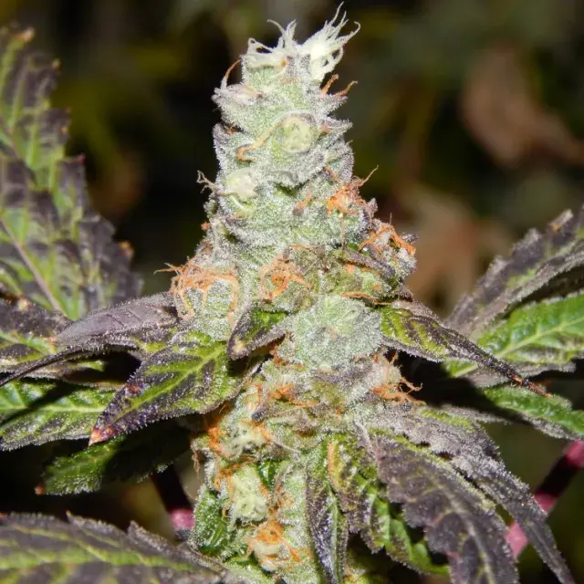 Cookie F2 Regular Cannabis Seeds | Purple Caper Seeds