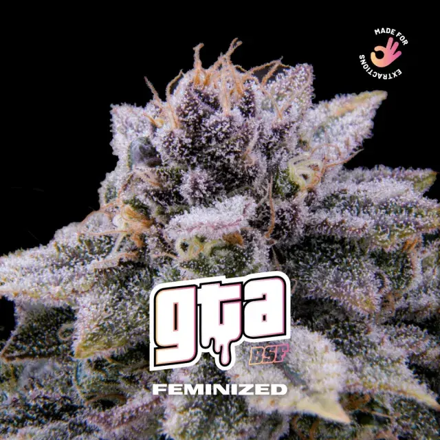 GTA Feminised Cannabis Seeds - BSF Seeds Feminised Cannabis Seeds - BSF Seeds