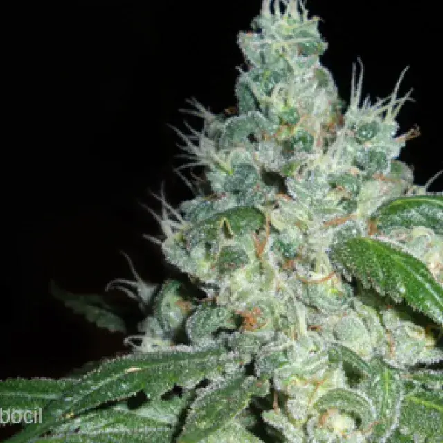 Gage Green Freedom Baby Cannabis Seeds