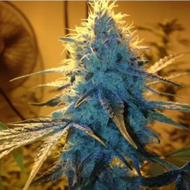 Gage Green Golden Gage Cannabis Seeds