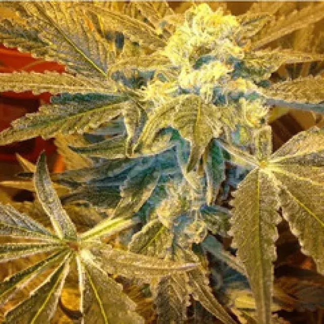 Gage Green Healing Fields Cannabis Seeds