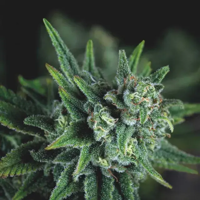 Galaxy FAST Feminised Cannabis Seeds | Pyramid Seeds.