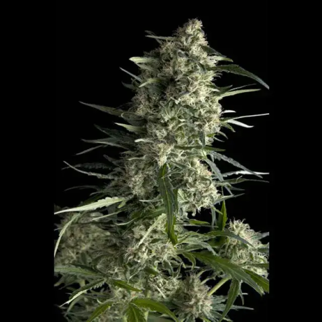 Auto Galaxy Feminised Cannabis Seeds | Pyramid Seeds