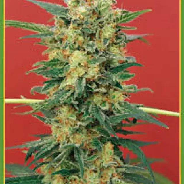 Ganesh Regular Cannabis Seeds