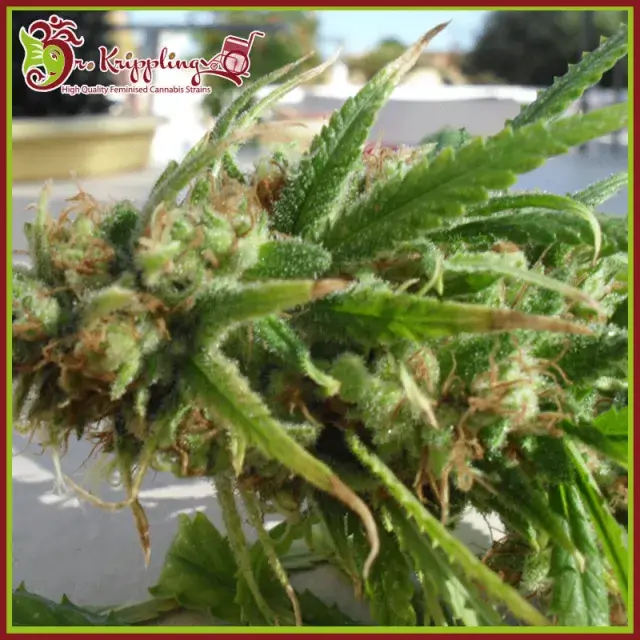 Ganj-nam Style Feminised Cannabis Seeds | Dr Krippling 