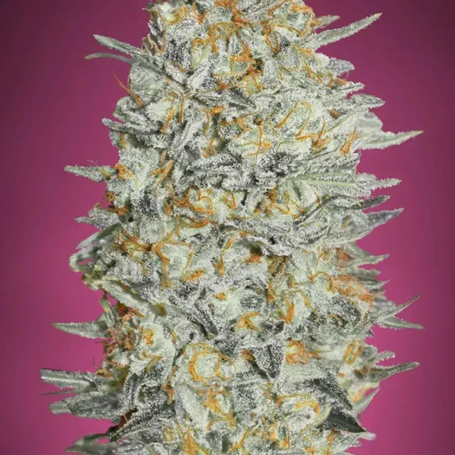 Gelato #33 Feminised Cannabis Seeds | Advanced Seeds 