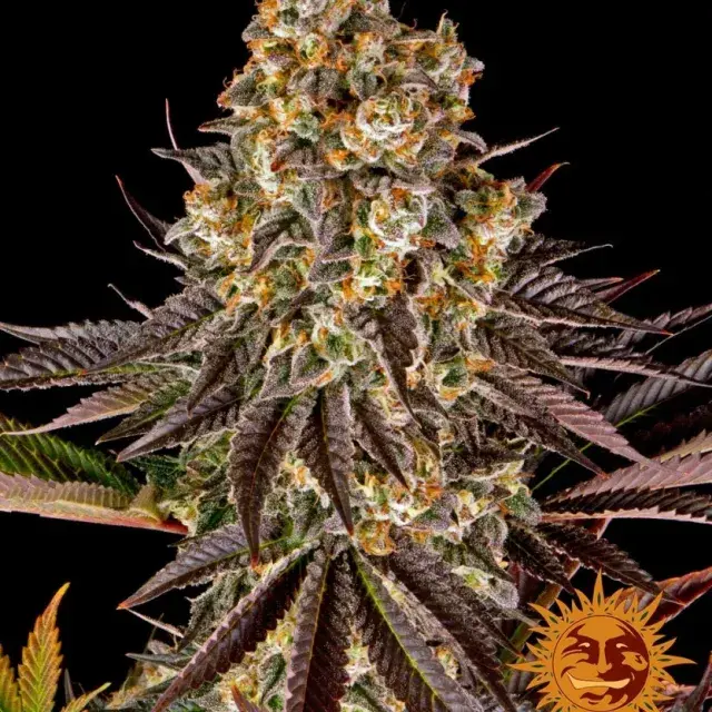 Gelato #45 Feminised Cannabis Seeds | Barney's Farm 