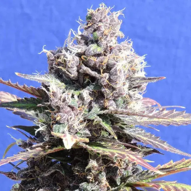 Gelato Feminised Cannabis Seeds | Original Sensible Seeds