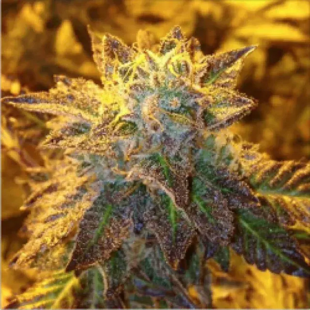Gelato 33 Feminised | Concrete Jungle Seeds