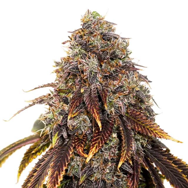 Gelato 41 Feminised Cannabis Seeds | Seed Stockers