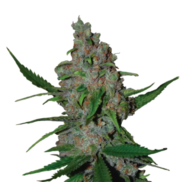Gelato 41 Fast Feminised Seeds | Seed Stockers