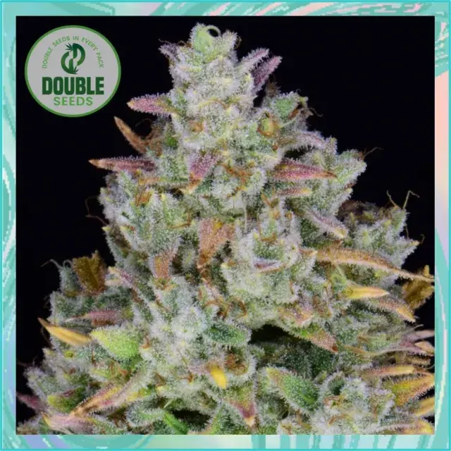 Gelato Auto - Double Seeds