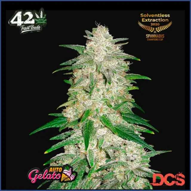 Gelato Auto Feminised Cannabis Seeds | Fast Buds