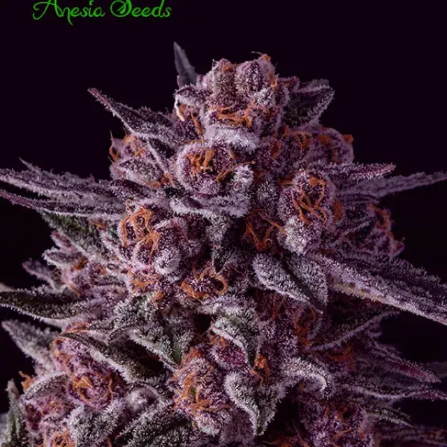 Gelato Dream Feminised Cannabis Seeds - Anesia Seeds
