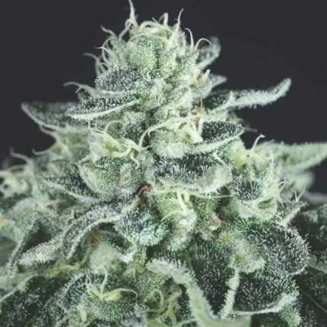 Gelato USA Range Feminised Cannabis Seeds | Pyramid Seeds USA Range