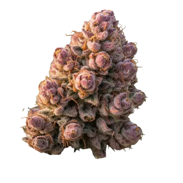 Gello Z Auto Feminised Cannabis Seeds - Growers Choice.
