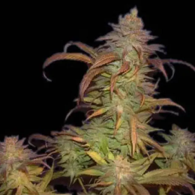 Buruandi Block Head Regular Cannabis Seeds