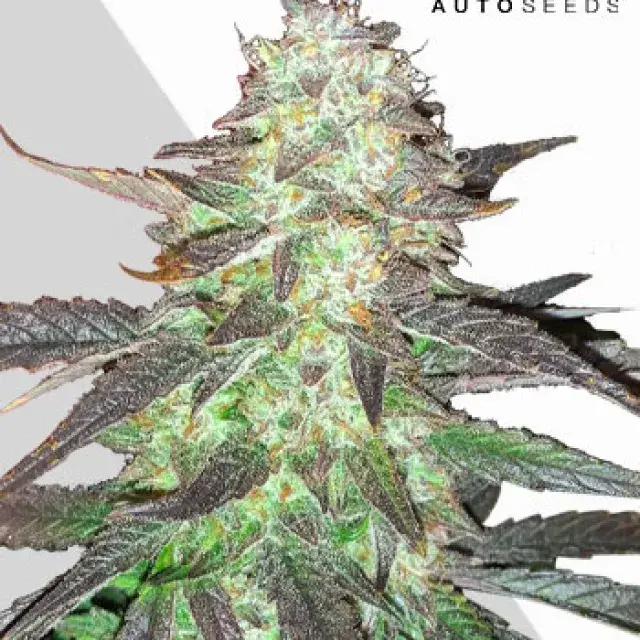 Ghost Train Haze Auto Cannabis Seeds | Auto Seeds.
