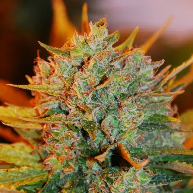 Gigabud Feminised Cannabis Seeds