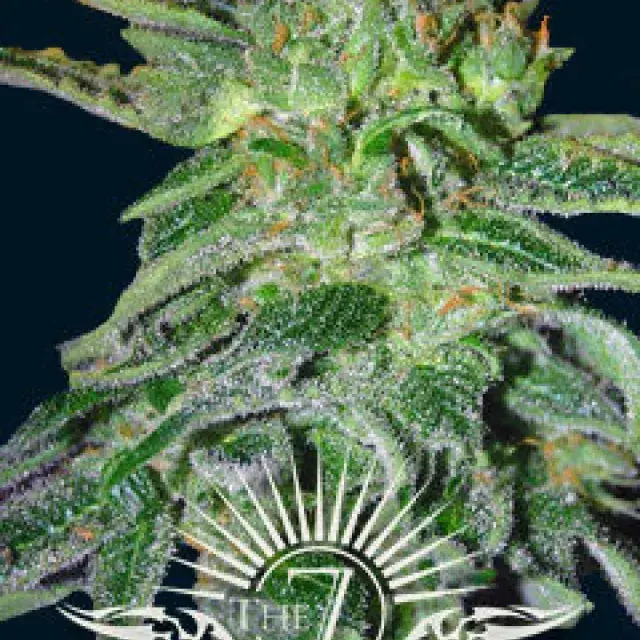Gigantes Auto Feminised Cannabis Seeds | 7 Dwarf Seeds