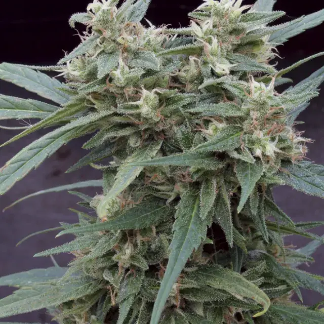 Gimli Auto Feminised Cannabis Seeds | Big Monster Seeds