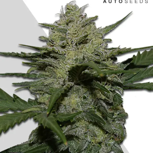 Girl Scout Cookies Autoflowering Feminised Cannabis Seeds | Auto Seeds