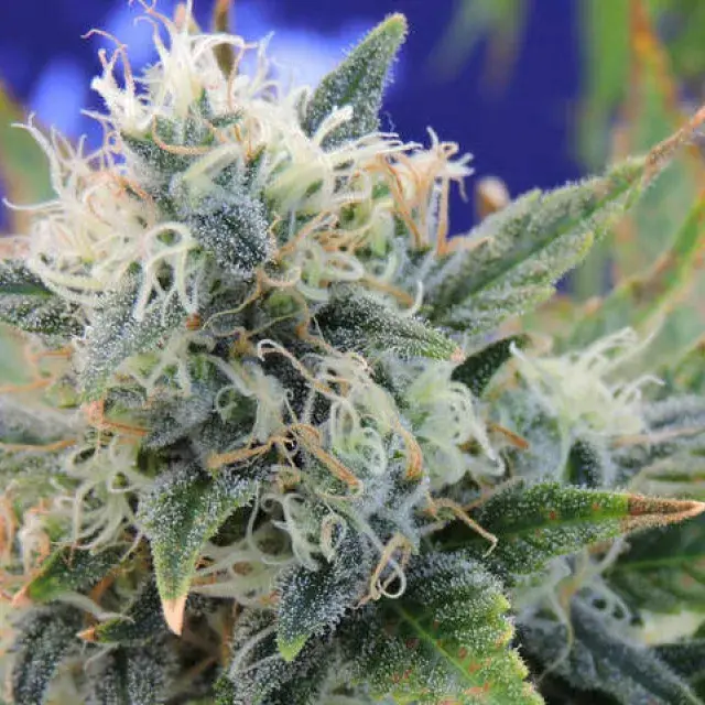 Girl Scout Cookies Feminised Cannabis Seeds | Original Sensible Seeds