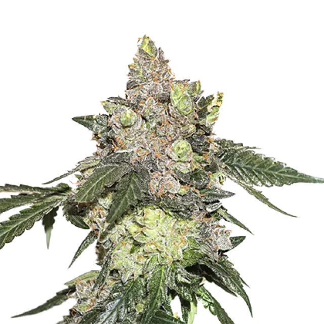 Girl Scout Cookies Feminised Cannabis Seeds | Seed Stockers