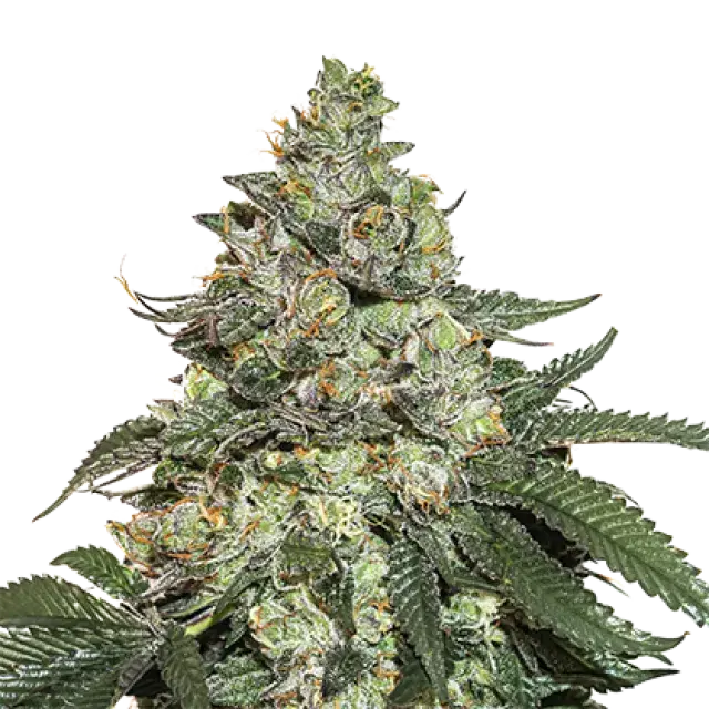 Girl Scout Cookies Auto Feminised Cannabis Seeds | Seed Stockers