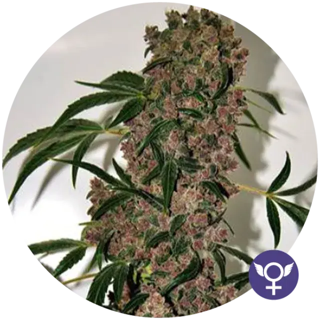 Girl Scout Cookies Extreme Feminised Cannabis Seeds | Bulldog Seeds