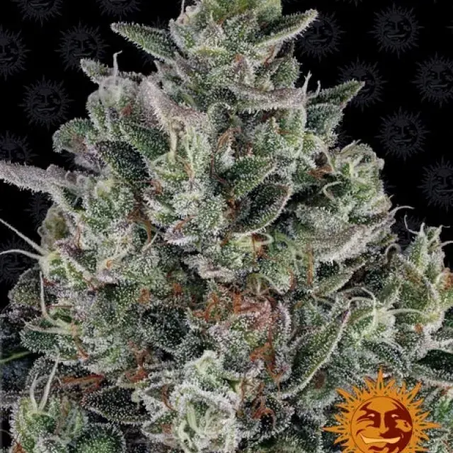Glookies Feminised Cannabis Seeds | Barney's Farm 