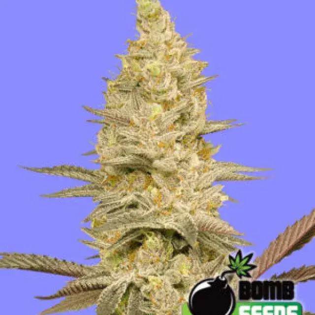 Glookie Bomb Feminised Cannabis Seeds | Bomb Seeds 