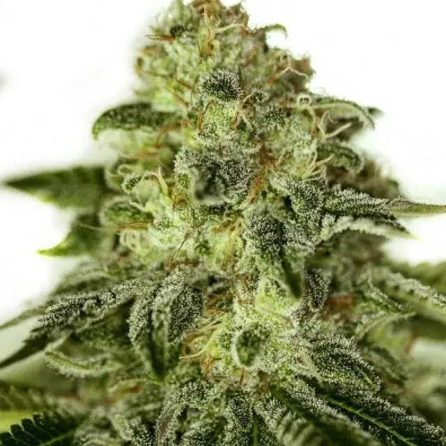 Glory OG Feminised Cannabis Seeds | Positronics