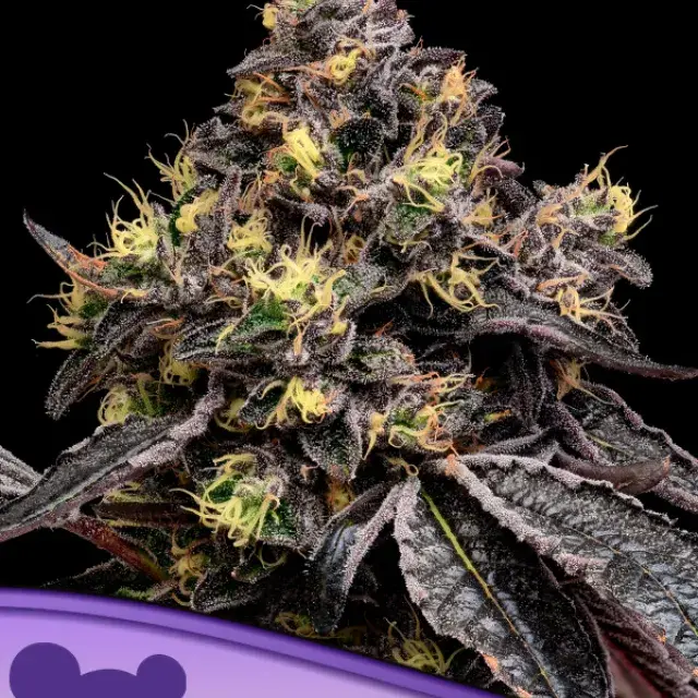 Glowberry Rush Feminised Cannabis Seeds - Anesia Seeds.
