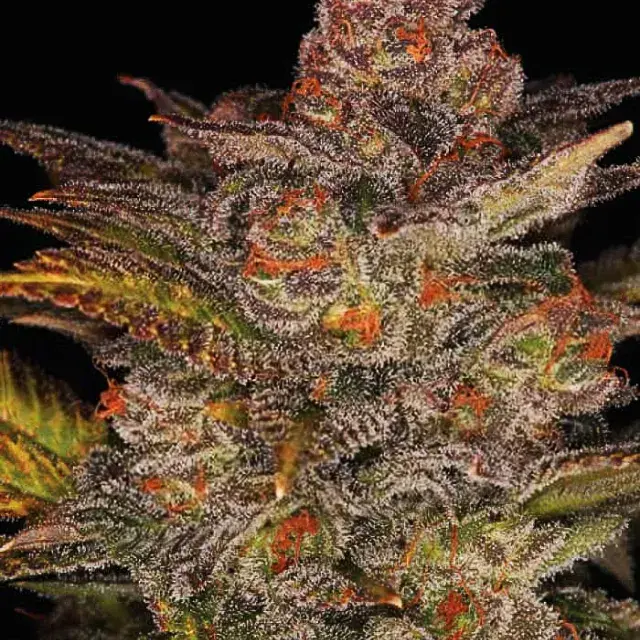 Blueberry Glue Auto Feminised Cannabis Seeds | Expert Seeds