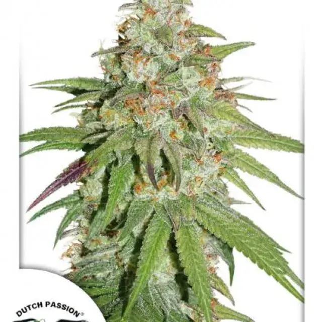 Glueberry OG Feminised Cannabis Seeds | Dutch Passion 