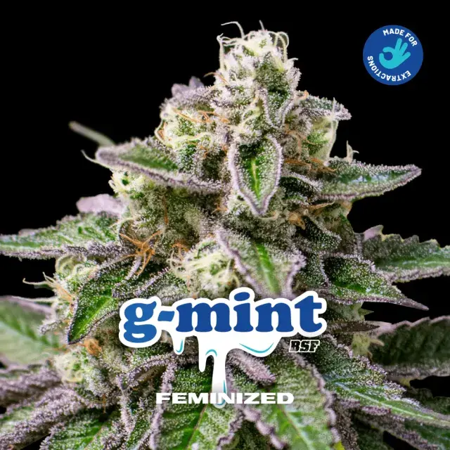 Gmint Feminised Cannabis Seeds - BSF Seeds Feminised Cannabis Seeds - BSF Seeds