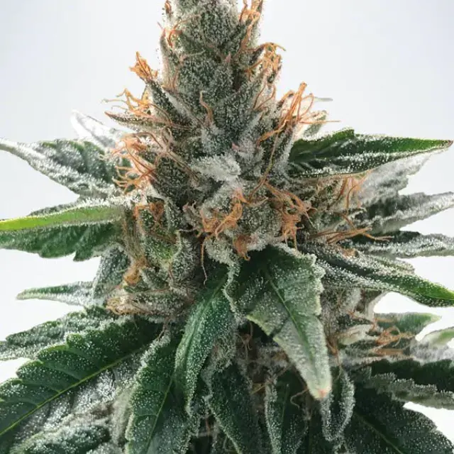 God's Glue Feminised Cannabis Seeds | Ministry of Cannabis