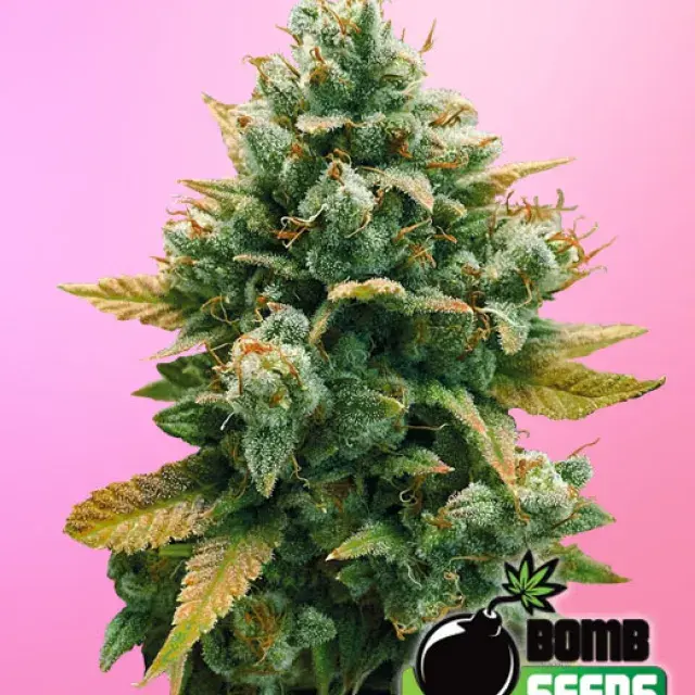 Godfather Bomb Feminised Cannabis Seeds | Bomb Seeds 