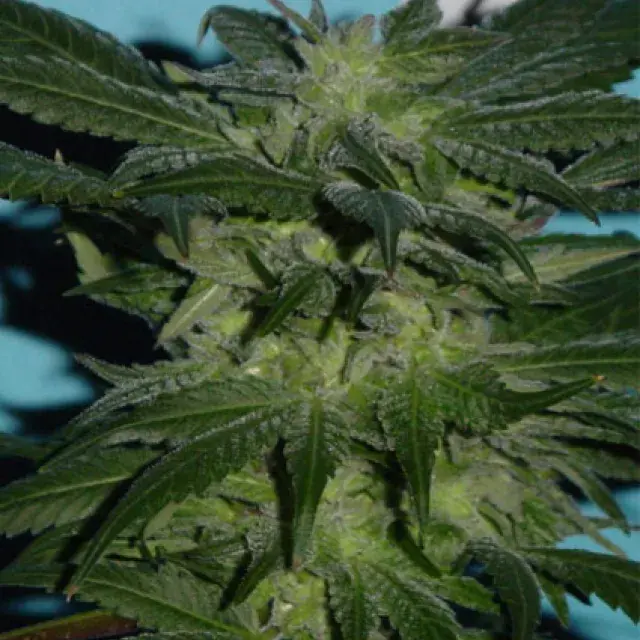 God's Lemon Skunk Regular Cannabis Seeds