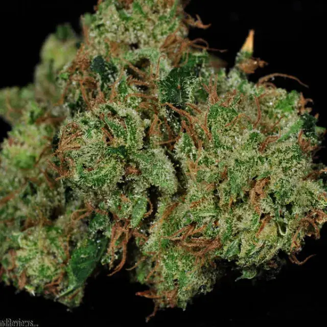 God's Treat Regular Cannabis Seeds