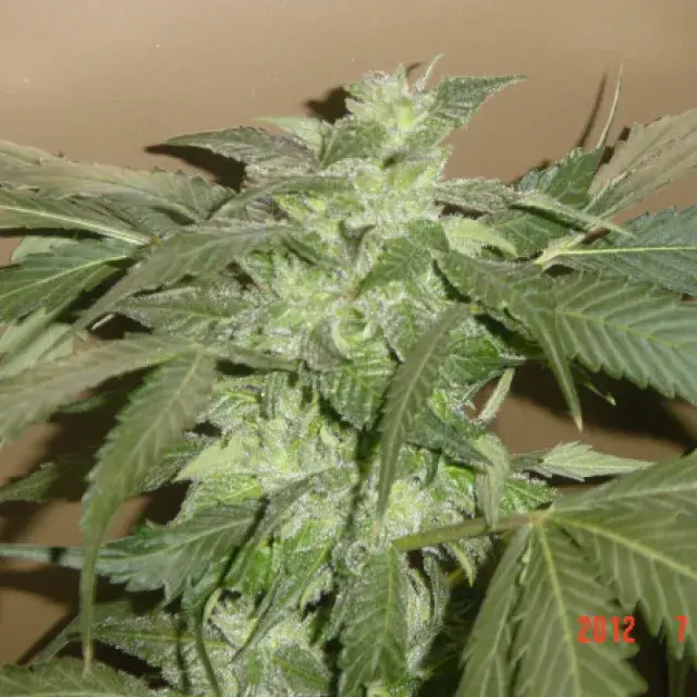 God's White Lightning Regular Cannabis Seeds