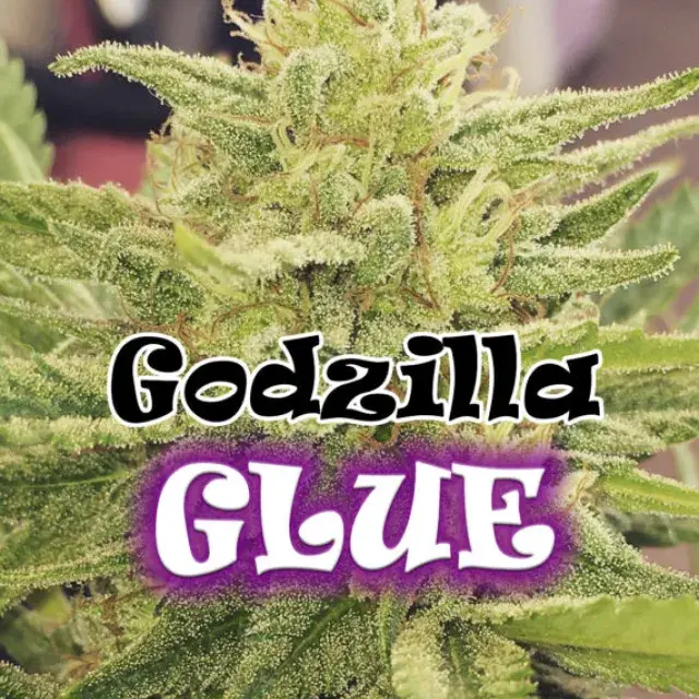 Godzilla Glue Feminised Cannabis Seeds | Dr Underground