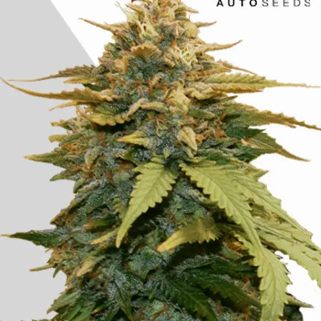Cannabis Seeds Gold Leaf Auto Cannabis Seeds By Auto Seeds.
