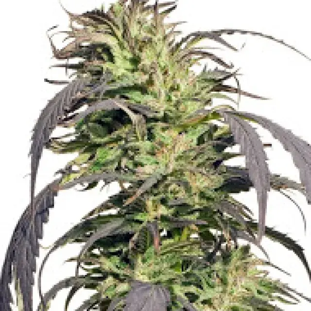 Gold Rush Outdoor Feminised Cannabis Seeds | Spliff Seeds